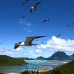 Lord Howe Island, Australia - About Islam