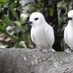 Lord Howe Island, Australia - About Islam