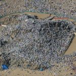 Millions of Pilgrims on Mount Arafat (In Pictures)