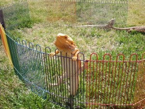 Keeping a Pet Animal in a Cage