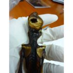 Atacama Desert Mummy Found in to Be Tiny, Mutated Child