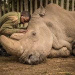 Stem Cells Save North White Rhino from Extinction After Last Male Death