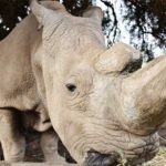 Stem Cells Save North White Rhino from Extinction After Last Male Death