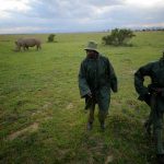 Stem Cells Save North White Rhino from Extinction After Last Male Death