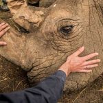 Stem Cells Save North White Rhino from Extinction After Last Male Death