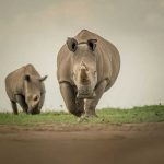 Stem Cells Save North White Rhino from Extinction After Last Male Death