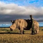 Stem Cells Save North White Rhino from Extinction After Last Male Death