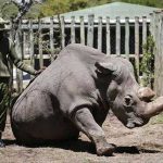 Stem Cells Save North White Rhino from Extinction After Last Male Death