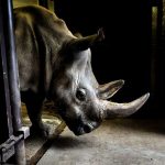 Stem Cells Save North White Rhino from Extinction After Last Male Death