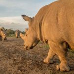 Stem Cells Save North White Rhino from Extinction After Last Male Death