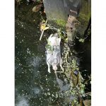 Rubbish Floating on London's Grand Union Canal