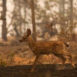 Carr Fire Blaze Grows in California