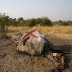 Dozens of Dead Elephants Discovered in Botswana