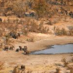 Dozens of Dead Elephants Discovered in Botswana