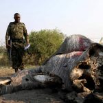 Dozens of Dead Elephants Discovered in Botswana