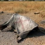 Dozens of Dead Elephants Discovered in Botswana