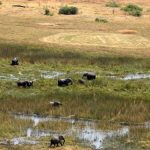 Dozens of Dead Elephants Discovered in Botswana