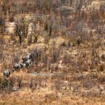 Dozens of Dead Elephants Discovered in Botswana