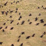 Dozens of Dead Elephants Discovered in Botswana