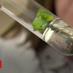 Test Tube Trees An Insurance Policy Against Extinction