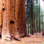 Test Tube Trees An Insurance Policy Against Extinction