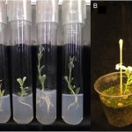 Test Tube Trees An Insurance Policy Against Extinction