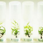 Test Tube Trees An Insurance Policy Against Extinction