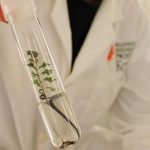 Test Tube Trees An Insurance Policy Against Extinction