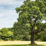 Test Tube Trees An Insurance Policy Against Extinction