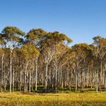 Test Tube Trees: An Insurance Policy Against Extinction - About Islam