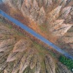 Scenery of Metasequoia Forest in East China's Jiangsu - About Islam