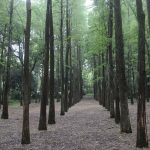 Scenery of Metasequoia Forest in East China's Jiangsu - About Islam