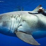 Diver Filmed with Huge Great White Shark Off Hawaii - About Islam