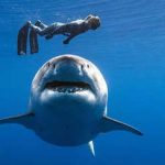 Diver Filmed with Huge Great White Shark Off Hawaii - About Islam