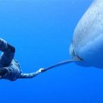 Diver Filmed with Huge Great White Shark Off Hawaii - About Islam