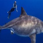 Diver Filmed with Huge Great White Shark Off Hawaii - About Islam