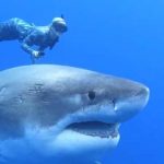 Diver Filmed with Huge Great White Shark Off Hawaii - About Islam