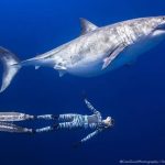 Diver Filmed with Huge Great White Shark Off Hawaii - About Islam