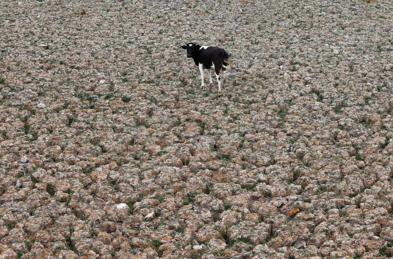 Chile's Aculeo Lagoon Dries Up for the First Time in 2,000 Years