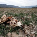 Chile's Aculeo Lagoon Dries Up for the First Time in 2,000 Years