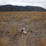 Chile's Aculeo Lagoon Dries Up for the First Time in 2,000 Years