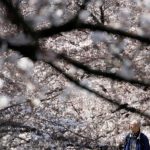 Spring Blossoms Around the World - About Islam