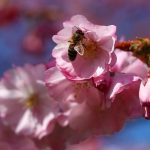 Spring Blossoms Around the World - About Islam