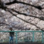 Spring Blossoms Around the World - About Islam