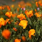 Springtime Super Bloom in California