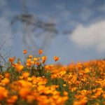 Springtime Super Bloom in California