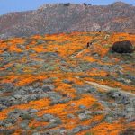 Springtime Super Bloom in California