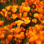 Springtime Super Bloom in California