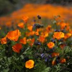 Springtime Super Bloom in California