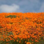 Springtime Super Bloom in California